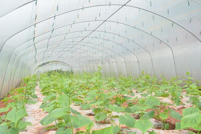 温室黄瓜种植技术视频_黄瓜温室种植中期管理方法_视频黄瓜温室种植技术教程