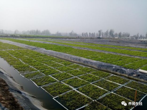 视频种植大全技术水芹怎么做_水芹的栽培技术_水芹种植技术大全视频