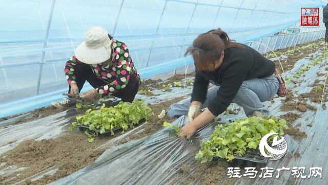 上蔡县齐海乡：香瓜种植引领村民走上致富路