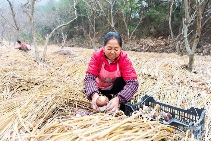 致富菇种植图片欣赏_致富经菌菇种植_种植致富菇图片