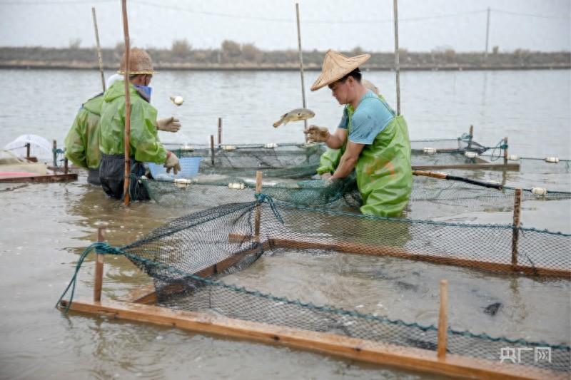 富贵“鲜”中求  福建漳浦河鲀游出上亿产值