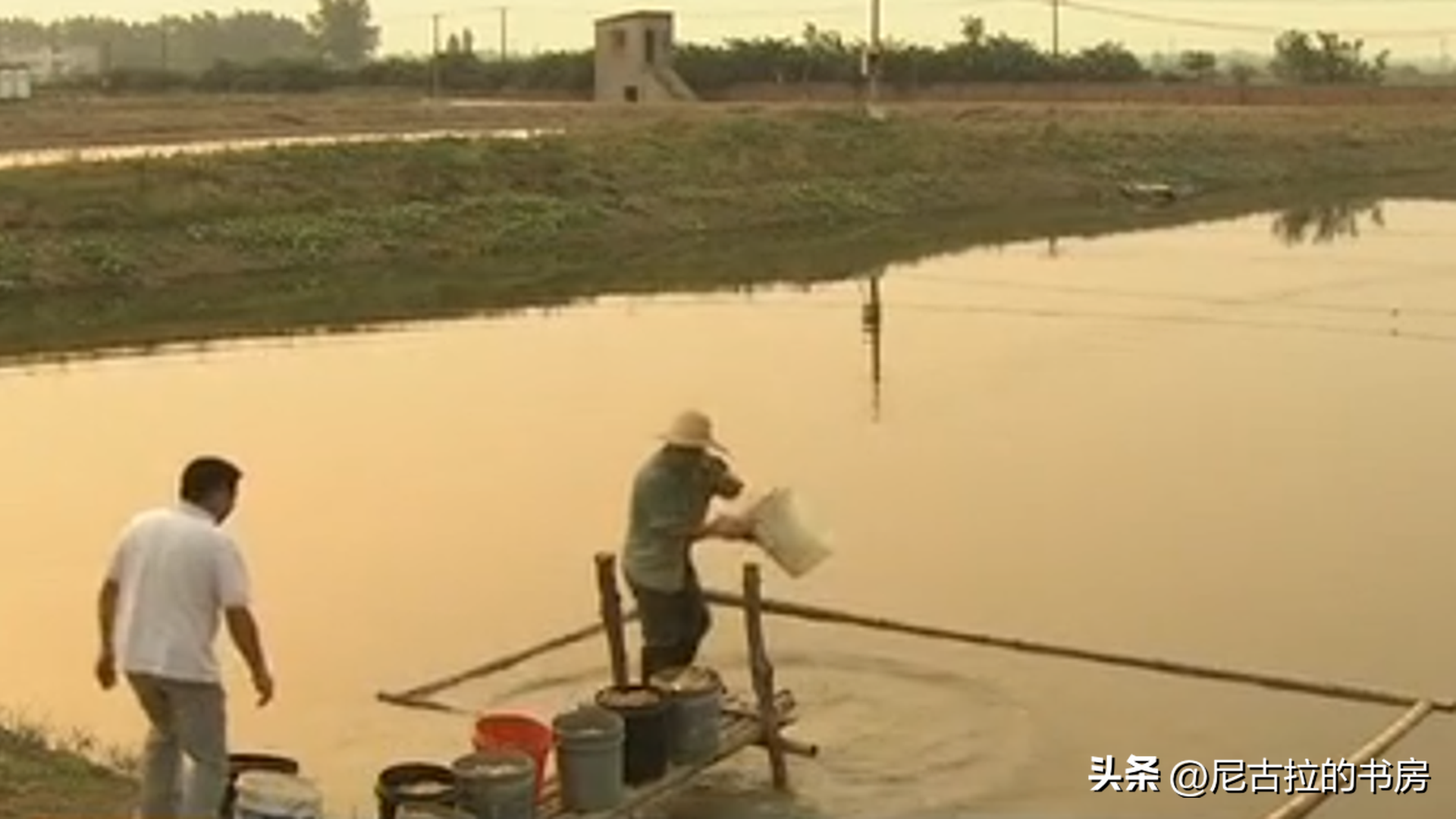 中华鲶价格_中华鲶多少钱一斤_养殖中华鲶鱼致富经历