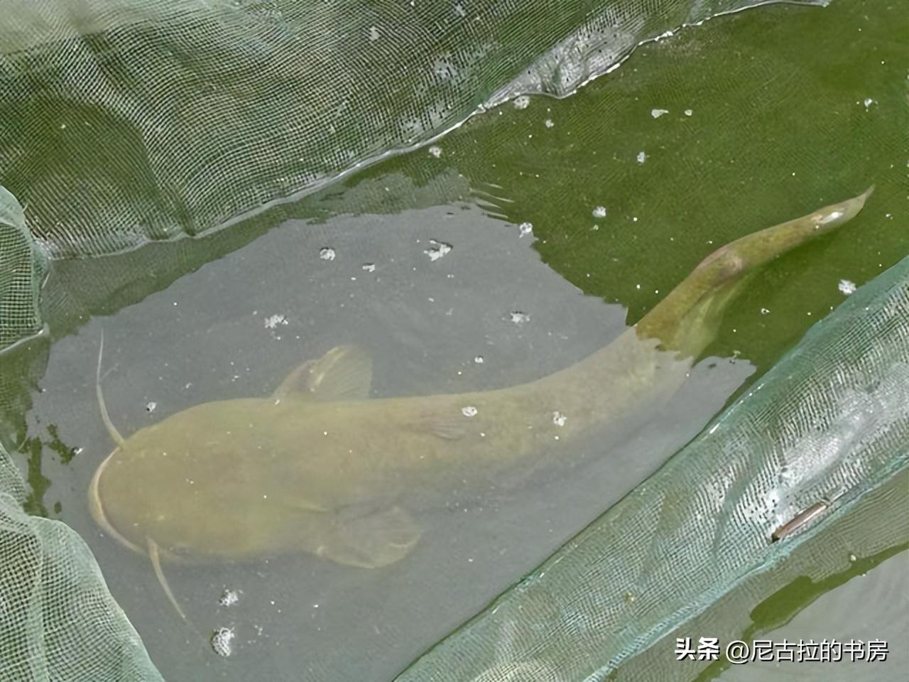 养殖中华鲶鱼致富经历_中华鲶多少钱一斤_中华鲶价格