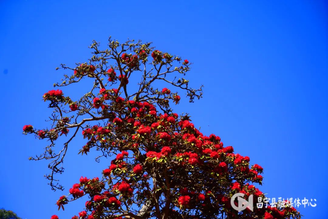 致富经麂子养殖_致富经麂子_麂子养殖前景