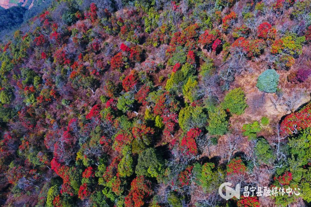 致富经麂子_麂子养殖前景_致富经麂子养殖