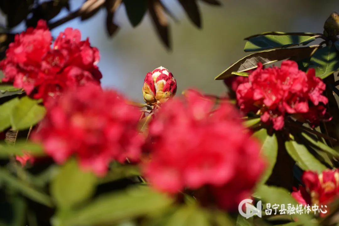 致富经麂子养殖_致富经麂子_麂子养殖前景