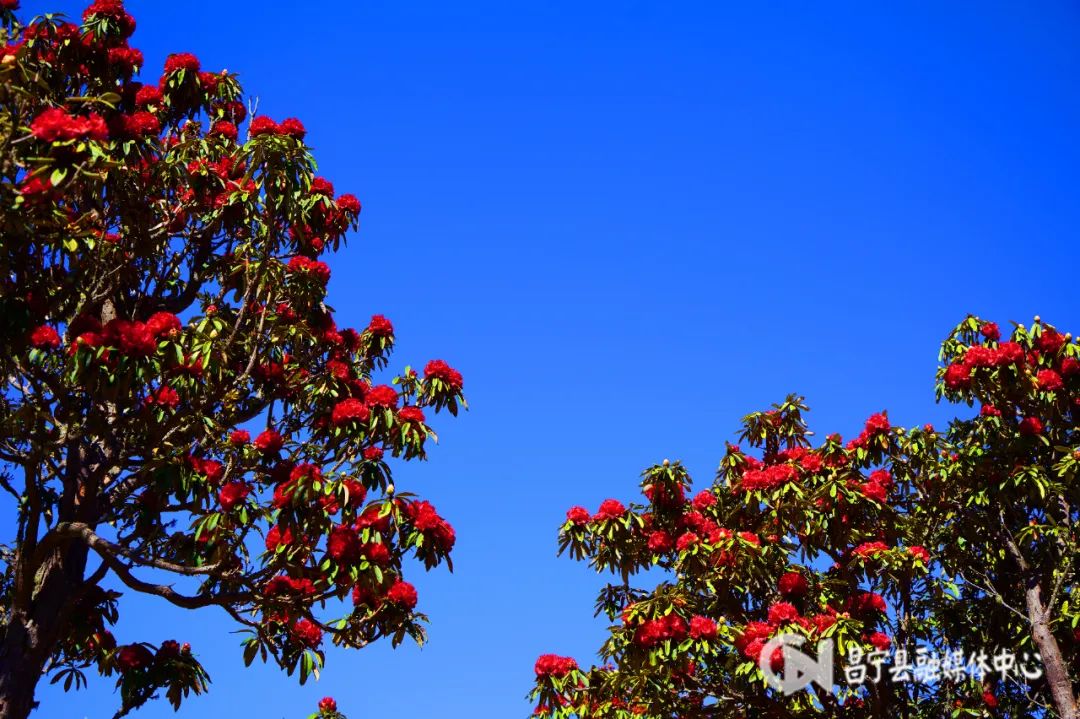 麂子养殖前景_致富经麂子养殖_致富经麂子