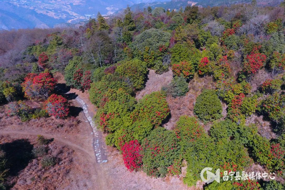 麂子养殖前景_致富经麂子_致富经麂子养殖