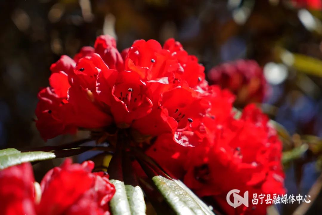 麂子养殖前景_致富经麂子养殖_致富经麂子