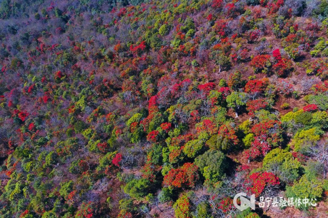 麂子养殖前景_致富经麂子_致富经麂子养殖