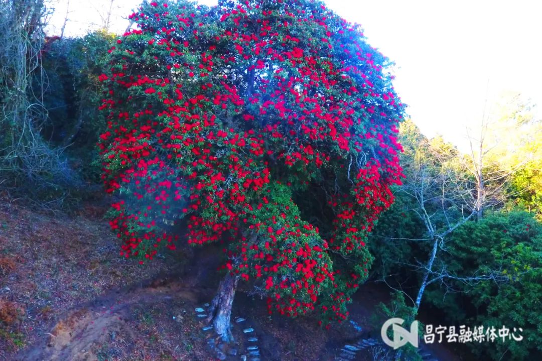 致富经麂子养殖_麂子养殖前景_致富经麂子