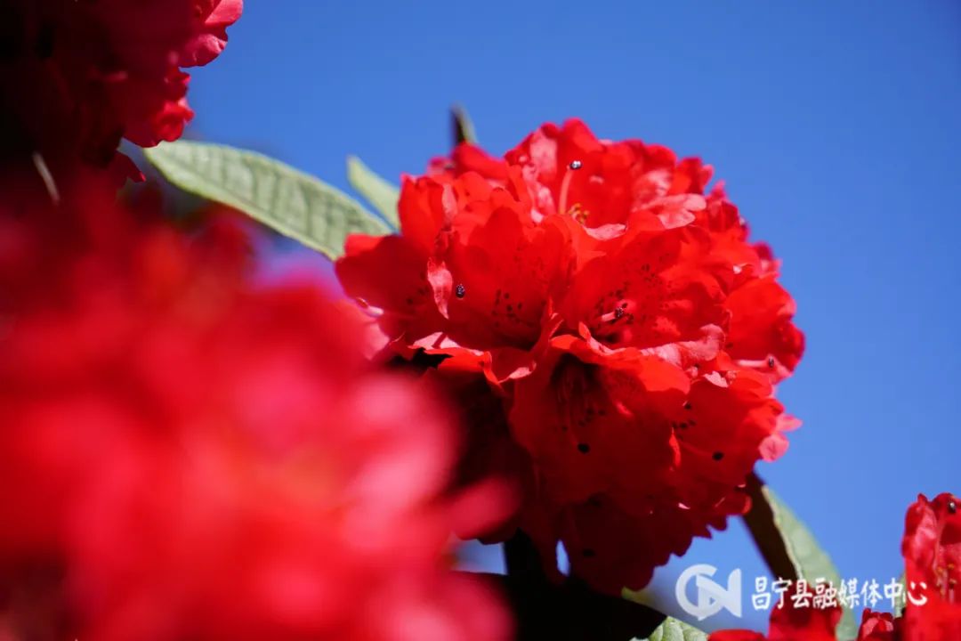 麂子养殖前景_致富经麂子养殖_致富经麂子