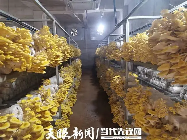 扶贫种植有什么项目_种植扶贫致富_农村致富项目种植