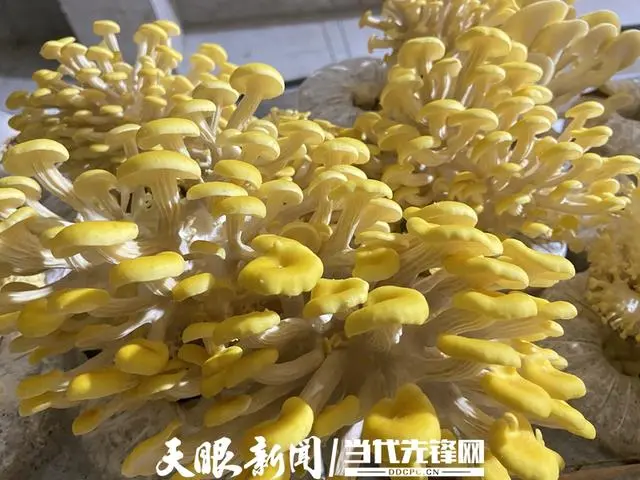 扶贫种植有什么项目_农村致富项目种植_种植扶贫致富