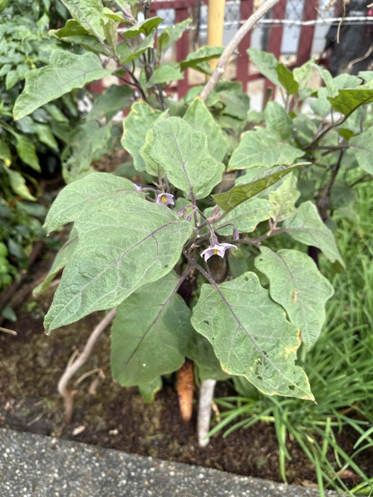 视频茄子种植技术大全_视频茄子种植技术视频教程_茄子种植视频技术