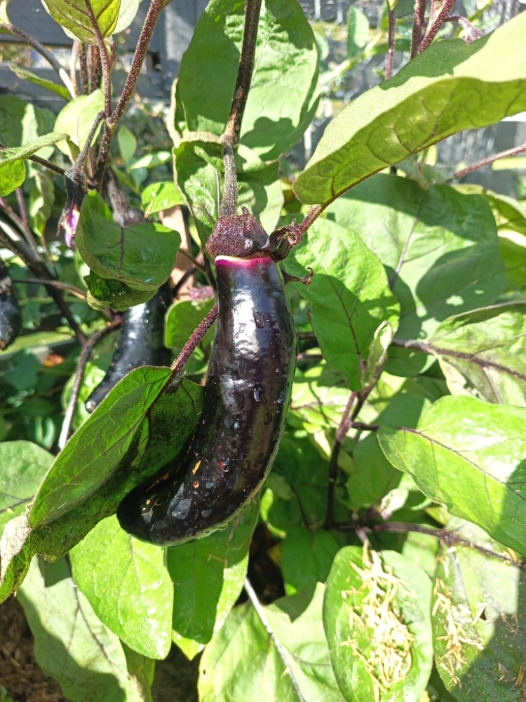 视频茄子种植技术视频教程_视频茄子种植技术大全_茄子种植视频技术