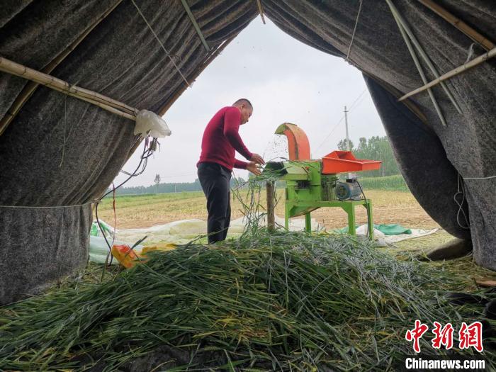 致富经蚂蚱_致富经蚂蚱养殖_cctv7致富经蝗虫