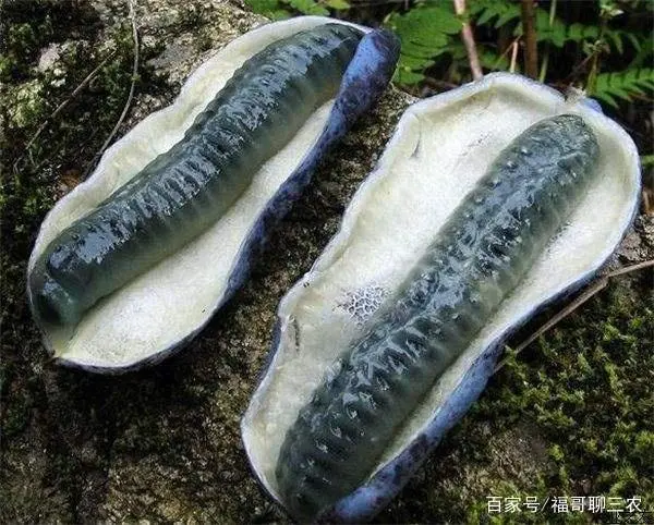 庭院特色种植_庭院种植什么最赚钱_庭院种植致富品种