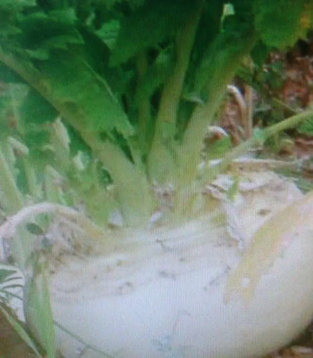 庭院特色种植_庭院种植什么最赚钱_庭院种植致富品种