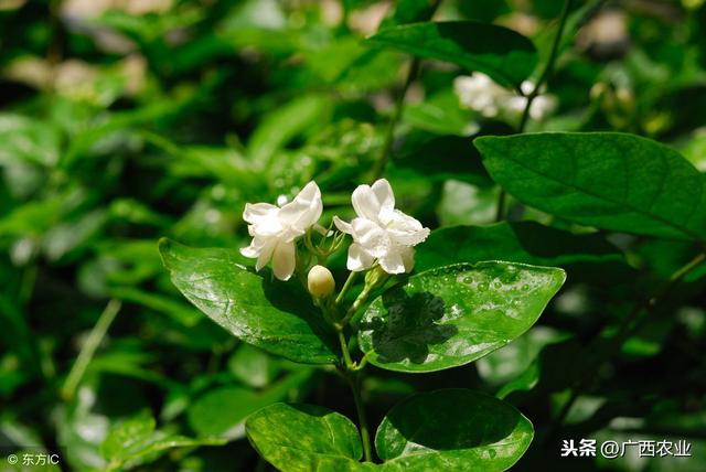 广西横县兴产业助脱贫，130万株茉莉花苗赠送贫困户