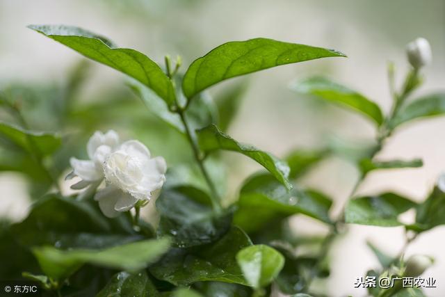 致富种植花苗视频_种植花苗致富_种花致富经