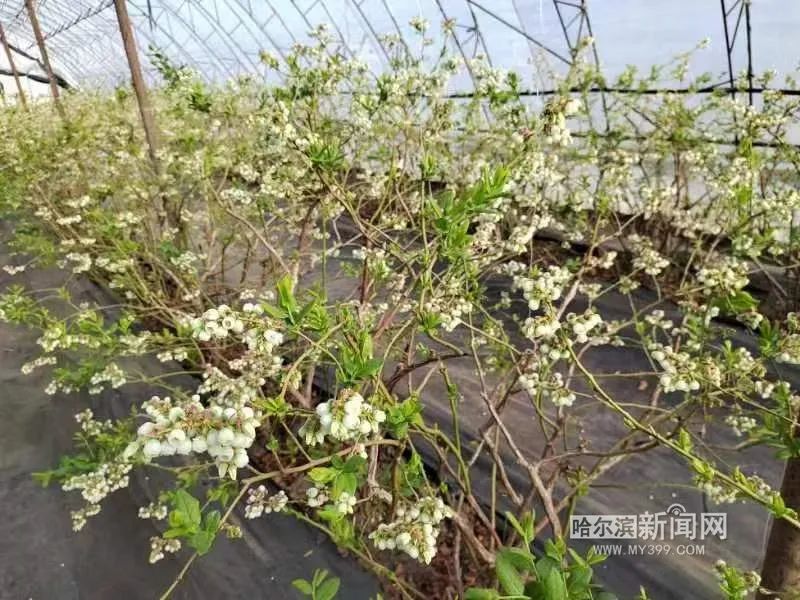 致富种植农民方式有哪些_农民种植致富方式_农村致富种植