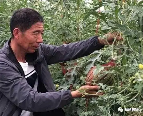 扶贫种植有什么项目_种植扶贫致富_种植脱贫致富