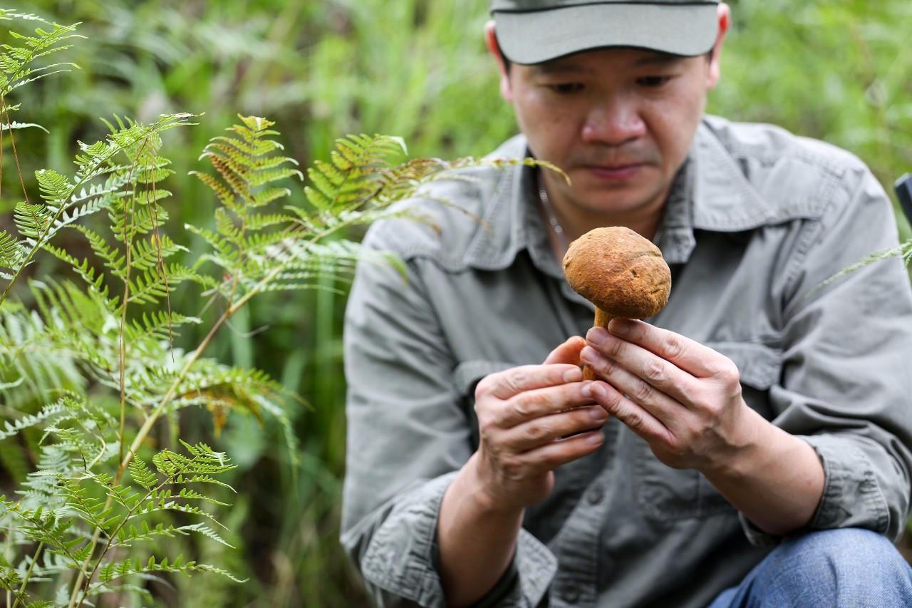 95后老家种平菇3个大棚半年赚20万，菌菜轮作一茬顶一年，想学吗