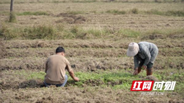 醴陵：闲置“抛荒地”长出油菜“致富经”