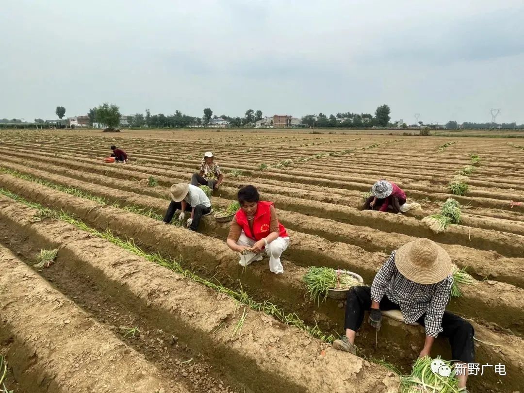 致富经大葱种植_种植大葱致富_致富大葱种植技术视频