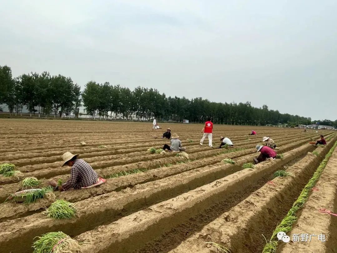 致富经大葱种植_致富大葱种植技术视频_种植大葱致富