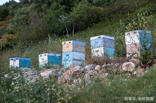 蜜蜂养殖过冬技术_蜜蜂养殖冬季管理技术_蜜蜂养殖过冬技术与管理