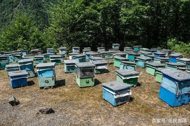 蜜蜂养殖冬季管理技术_蜜蜂养殖过冬技术_蜜蜂养殖过冬技术与管理