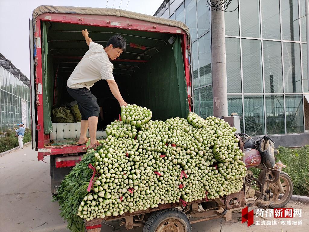 油菜种植赚钱吗_致富油菜种植视频_种植油菜致富