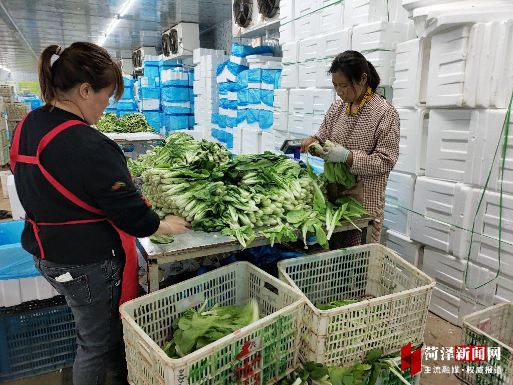 油菜种植赚钱吗_致富油菜种植视频_种植油菜致富