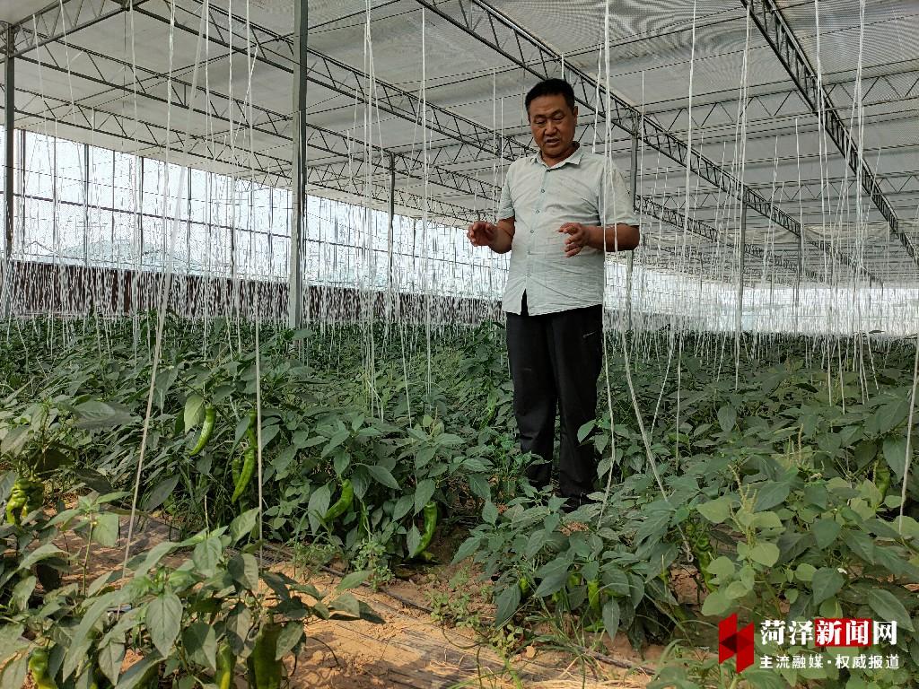 致富油菜种植视频_油菜种植赚钱吗_种植油菜致富