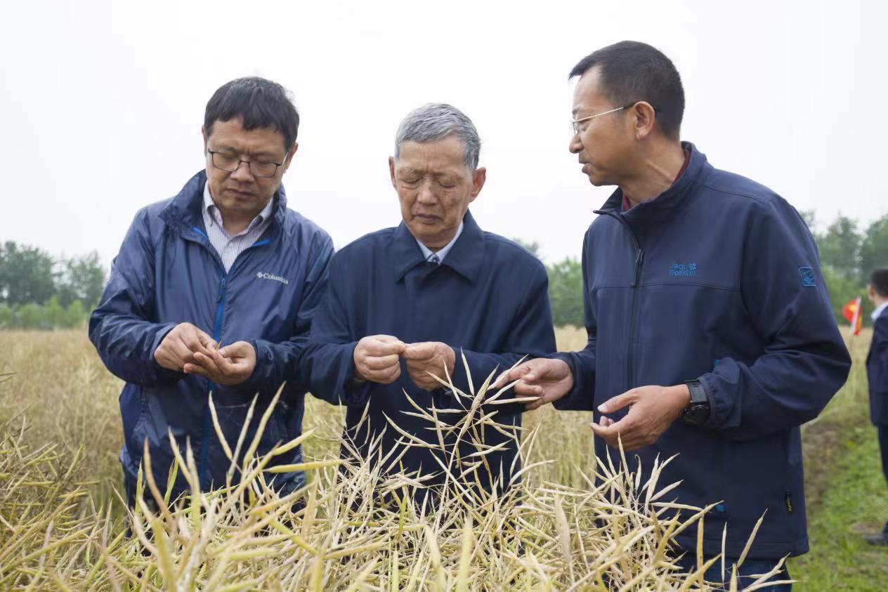 石首：油菜种植“一菜两用”，让荒田变身“黄金聚宝盆”