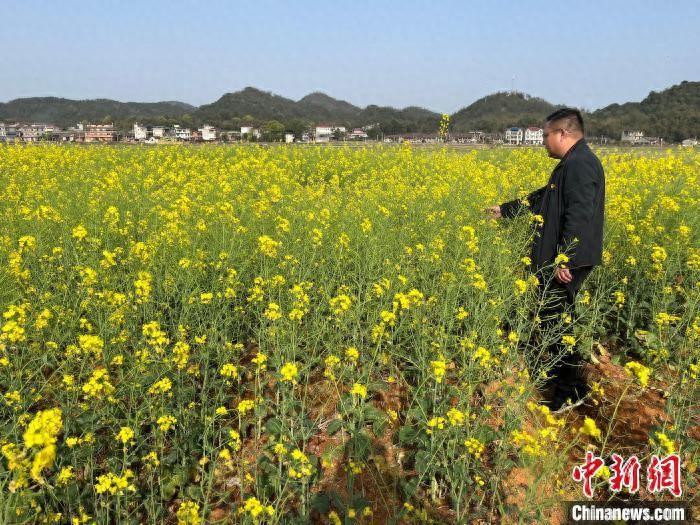 （乡村行·看振兴）“冬闲田”开出“致富花” 江西金溪飞播千亩油菜增产增收