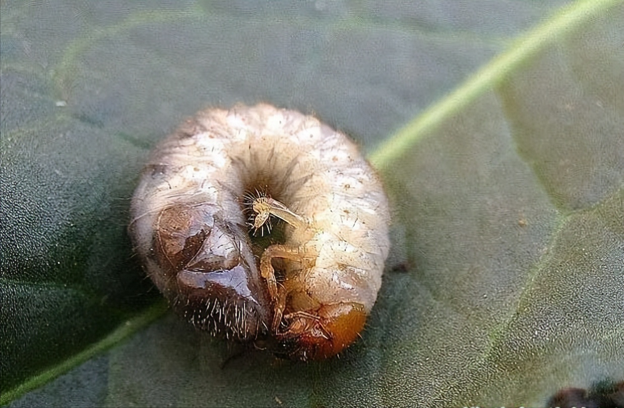 致富经爬沙虫养殖技术_致富经沙虫_养殖沙虫