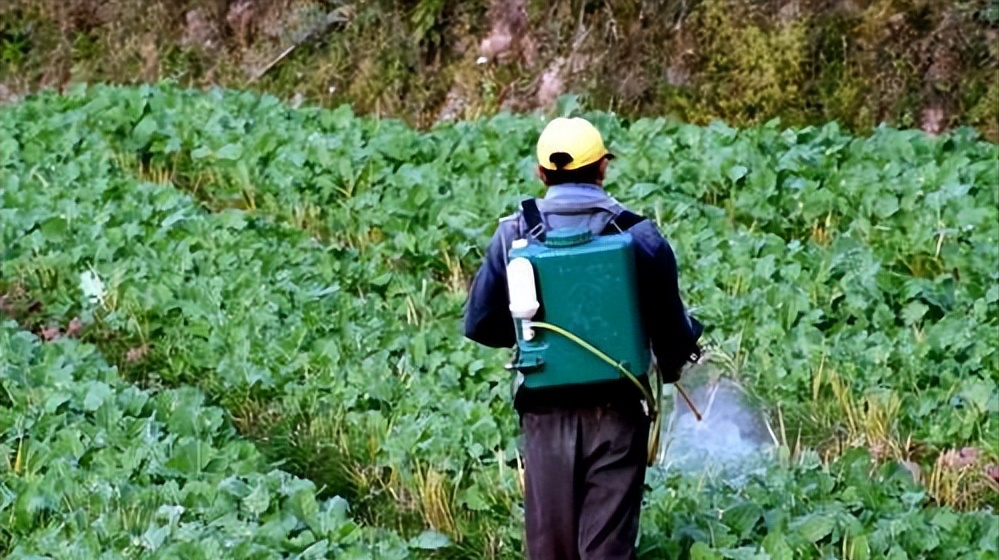 养殖沙虫_致富经爬沙虫养殖技术_致富经沙虫