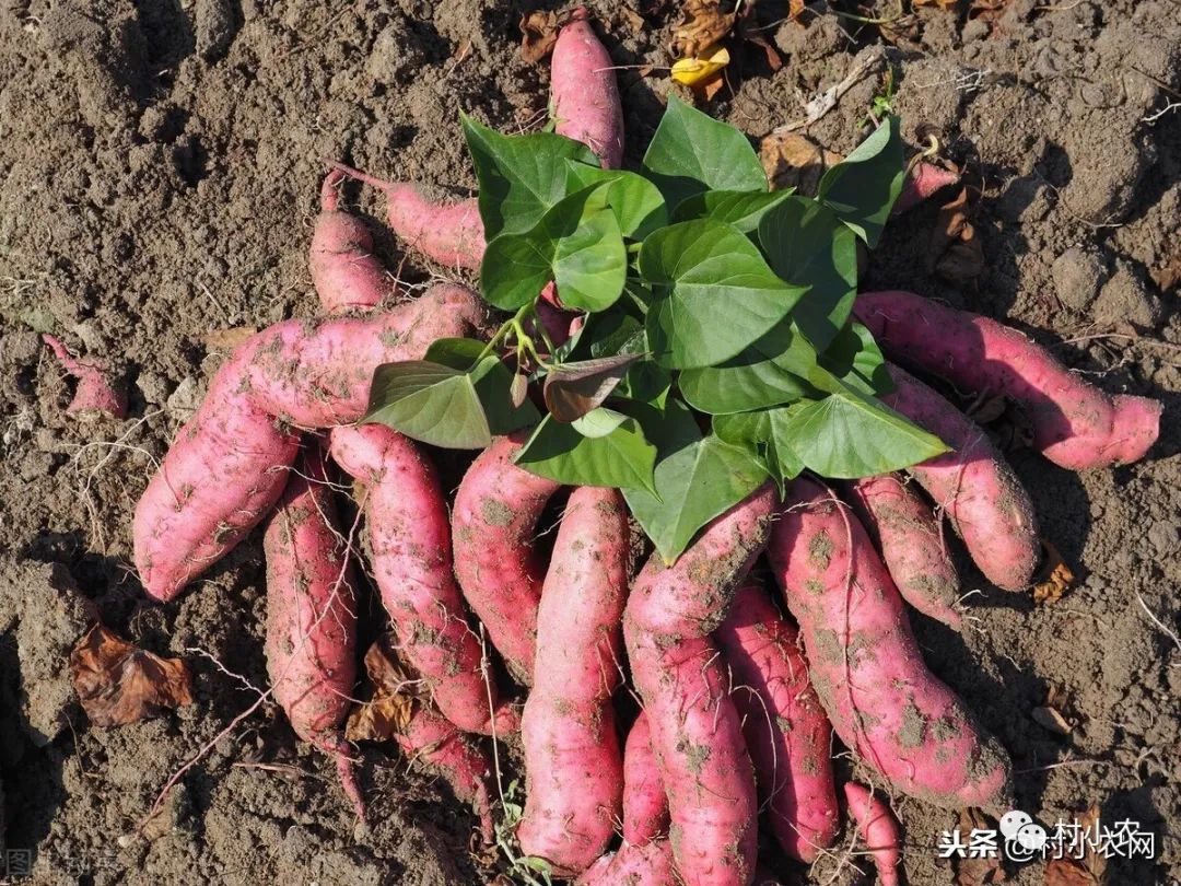 种植红薯叶_致富经红薯叶致富视频_致富经红薯叶