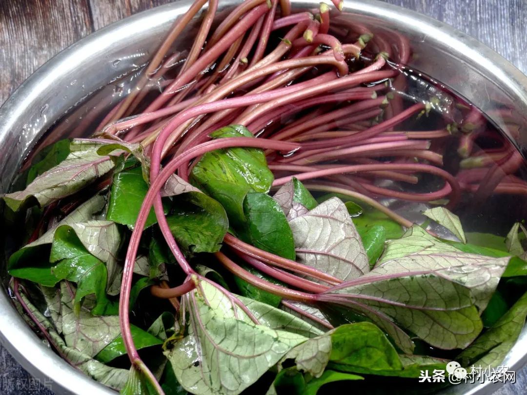 致富经红薯叶_种植红薯叶_致富经红薯叶致富视频