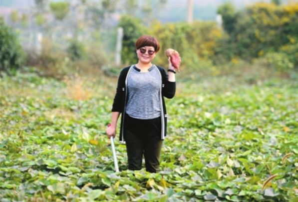 种植红薯叶_致富经红薯叶_红薯叶养猪怎么样