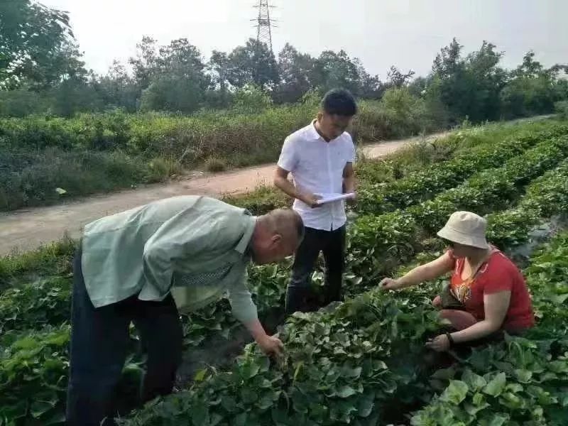 种植红薯叶_红薯叶养猪怎么样_致富经红薯叶