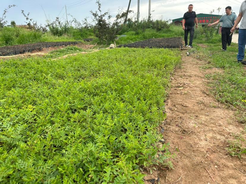 致富种植酸枣好吗_2020年种植酸枣前景如何_酸枣种植致富