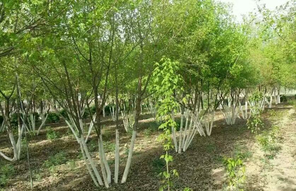 今年丛生国槐价格多少钱？如何种植丛生国槐？