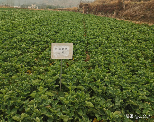 种植油菜致富_致富油菜种植技术视频_致富油菜种植视频