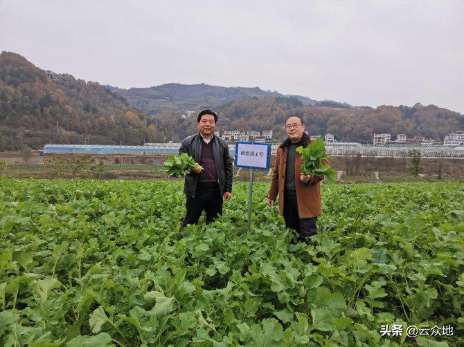 致富油菜种植视频_致富油菜种植技术视频_种植油菜致富