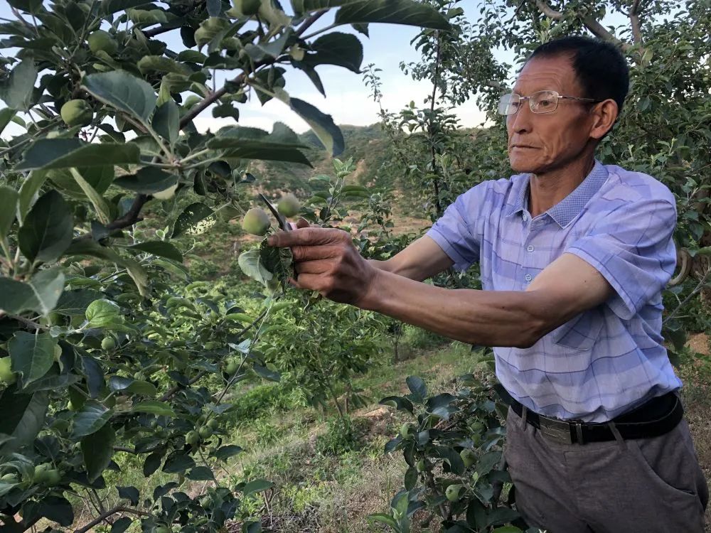 循环农业让冀北山村走上脱贫致富路