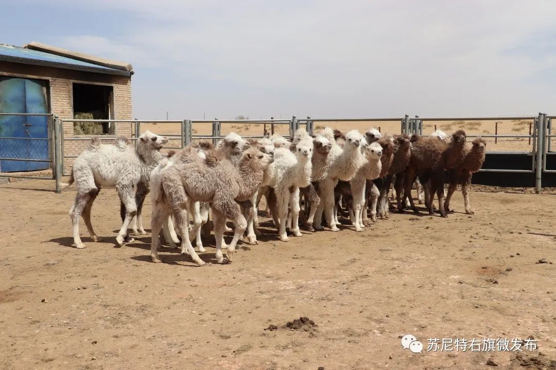 致富养殖各种风格_致富养殖风格有哪些_致富养殖风格图片